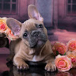 Meet your Posher, Daryl